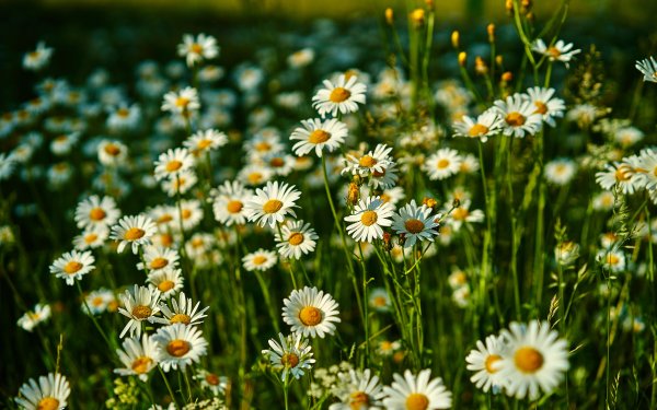 С добрым воскресным утром