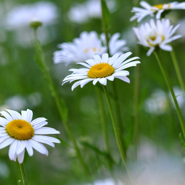 Ромашки крупные полевые