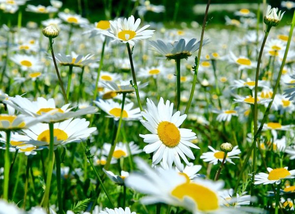 Обои он а рабочий стол ромашки