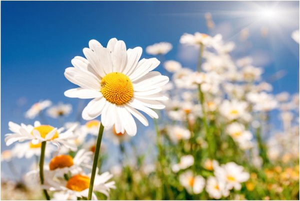 Ромашка Луговая