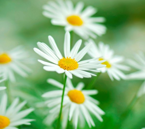 Ромашки картинки на рабочий стол красивые