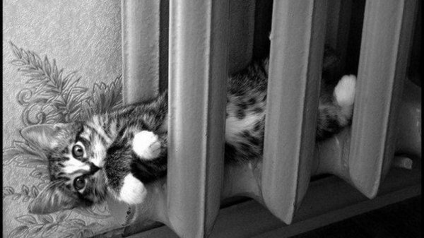 Нет смешные картинки