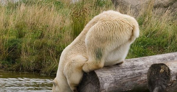 Медведь пьет воду