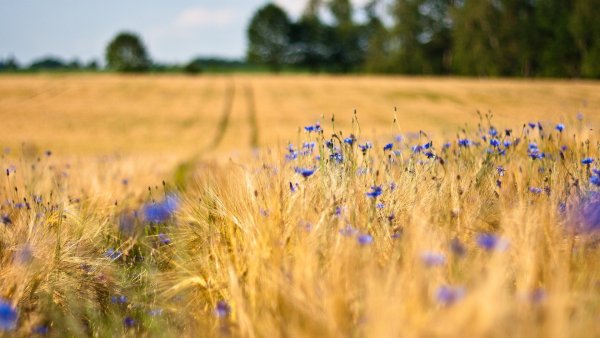 Парк Хитачи немофила