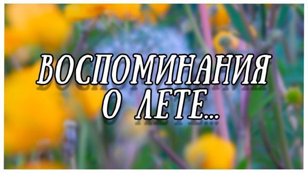 Ромашки в деревне летом