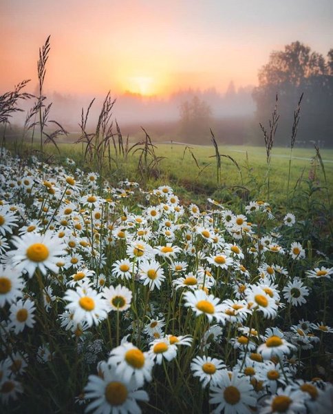 Встречаем лето