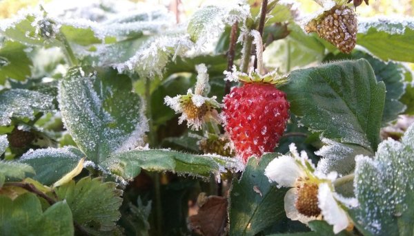 Летние заморозки