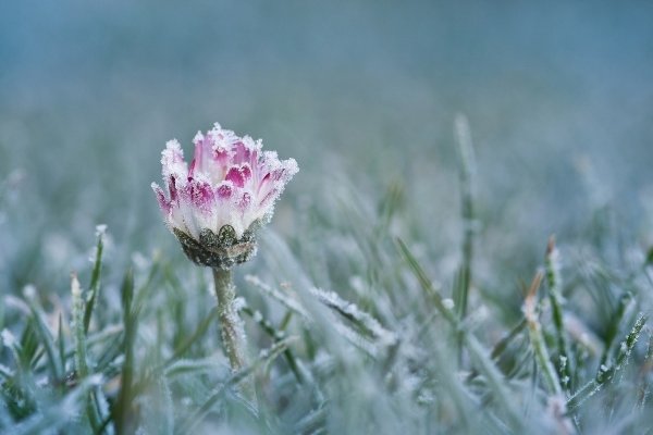 Заморозки в мае
