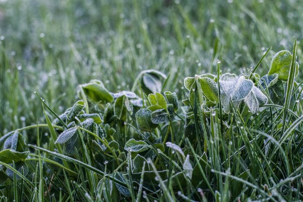 Весенние заморозки