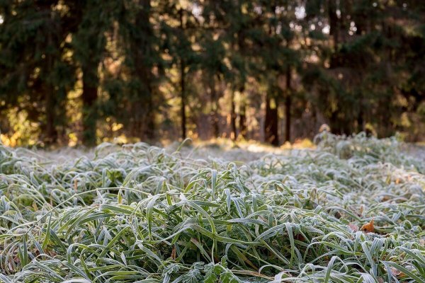 Летние заморозки