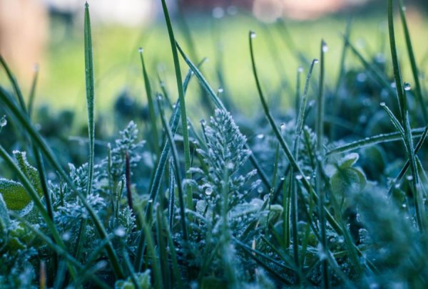 Заморозки в июле