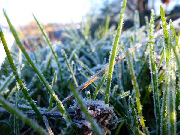 Заморозки летом