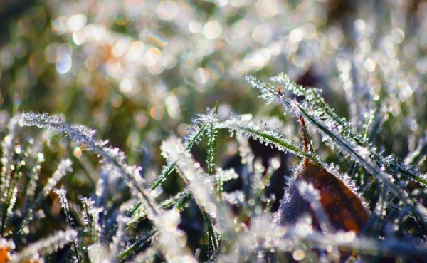 Заморозки в Краснодарском крае