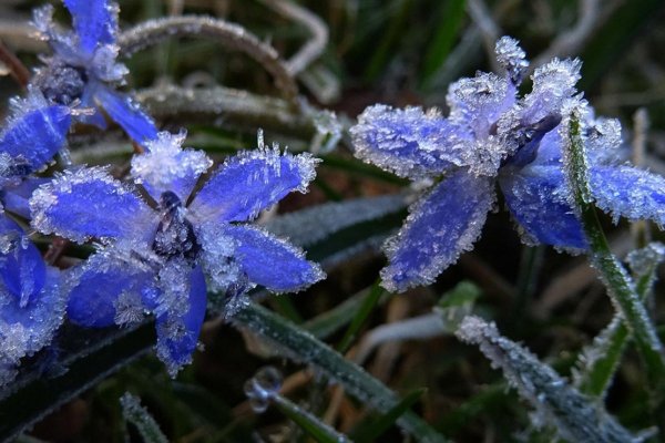 Ночные заморозки