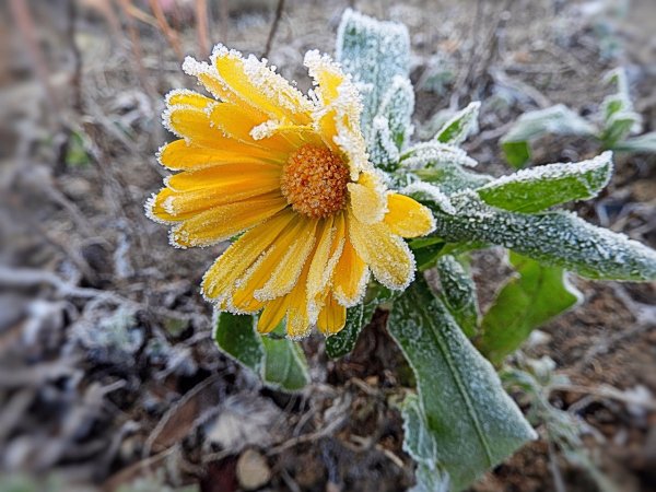 Летние заморозки