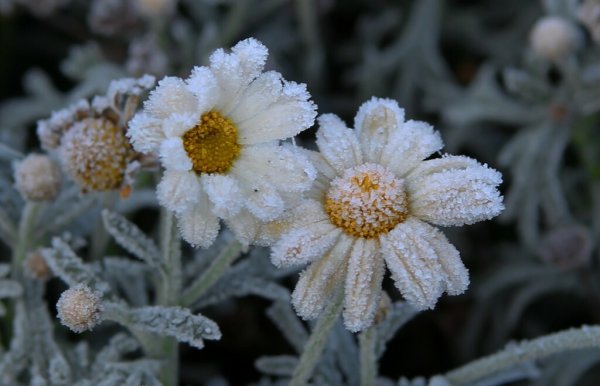 Летние заморозки в июне