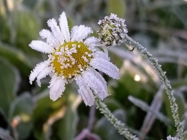 Заморозки в мае