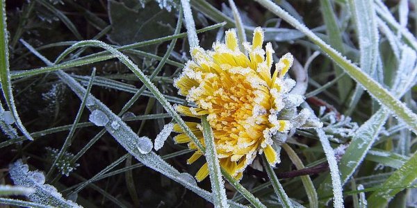 Заморозки летом