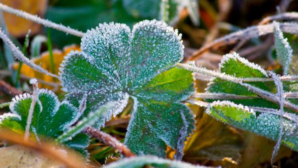 Утренние заморозки