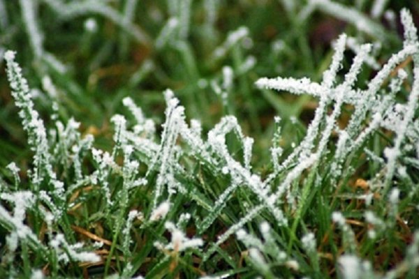 Заморозки в мае