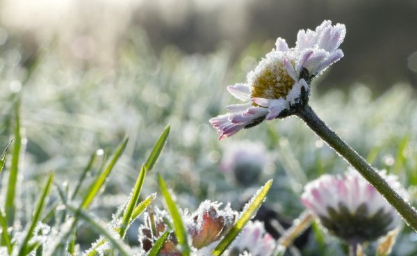 Радиационные заморозки