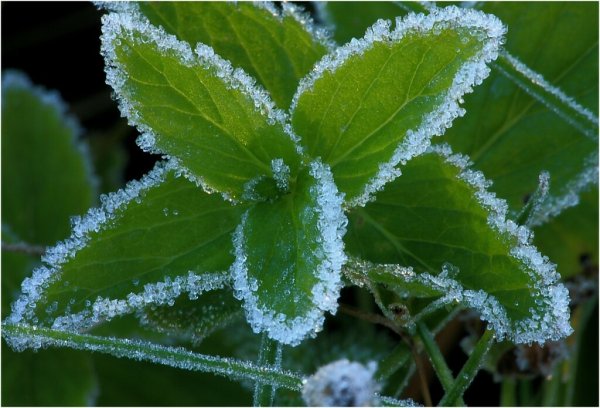 Адвективные заморозки