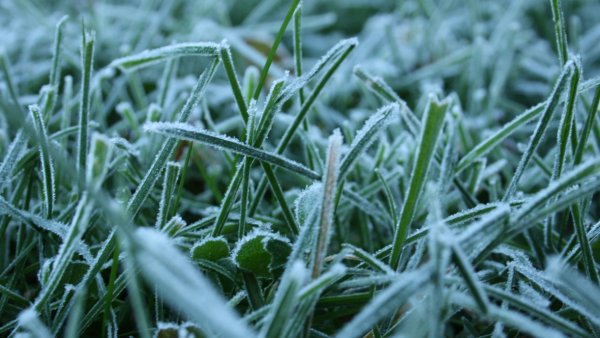 Летние заморозки