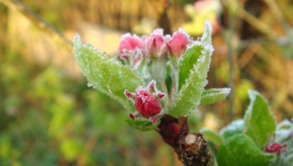 Адвективные заморозки