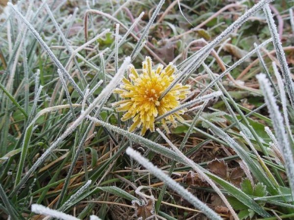 Заморозки ночью летом