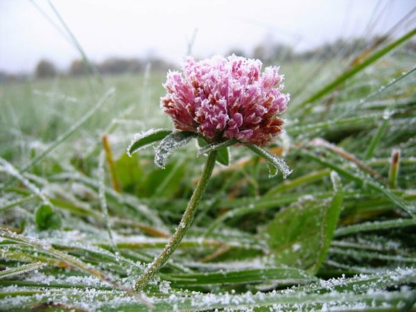 Заморозки в августе