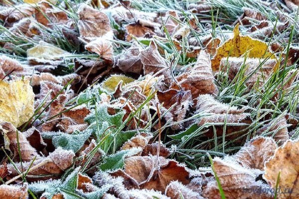 Первые заморозки