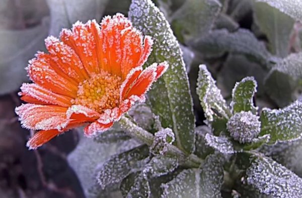 Замерзшая роса