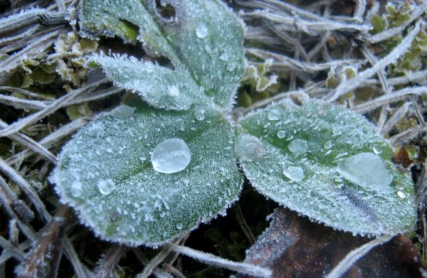 Заморозки на траве