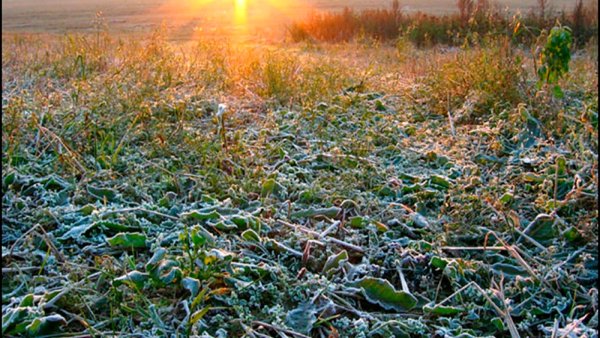 Адвективные заморозки