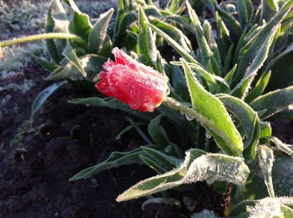 Заморозки летом