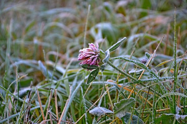 Летний иней