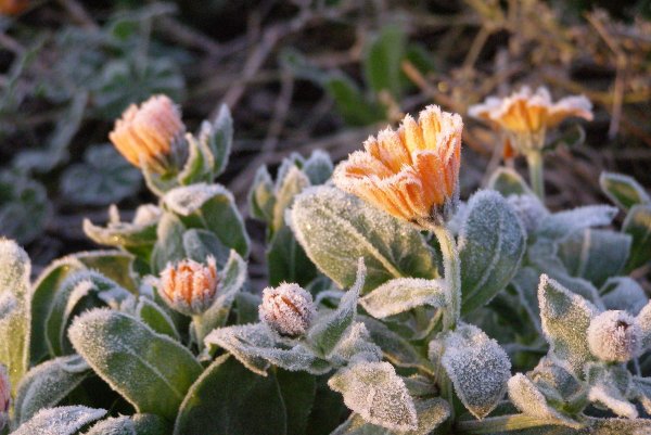 Адвективные заморозки