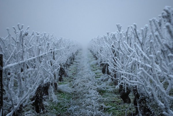 Слабые заморозки