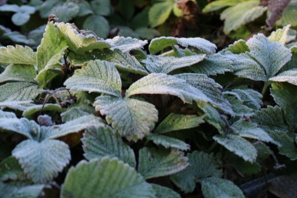 Заморозки на почве