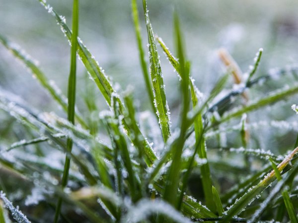 Ночные заморозки