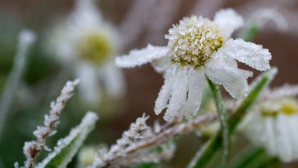 Заморозки на почве