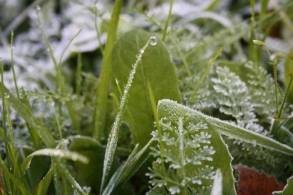 Газон зимой