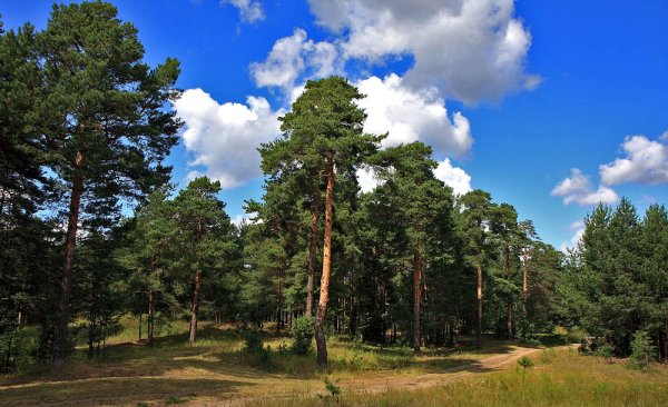 Золотарёвский Сосновый Бор