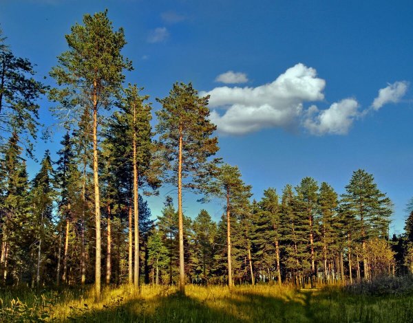 Карагайский Бор Магнитогорск