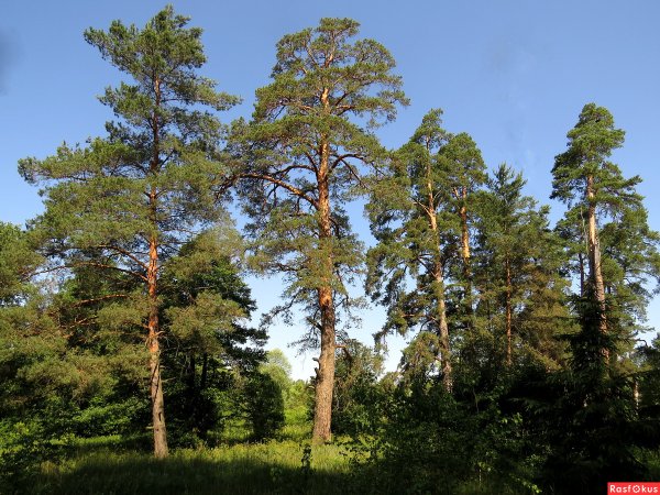 Сосна обыкновенная (Удмуртия)