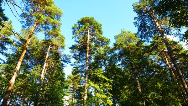 Лес Сосновый Бор Канск