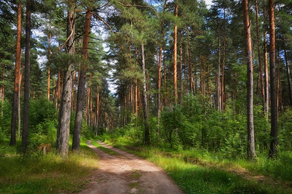 Литва поля Сосновый Бор