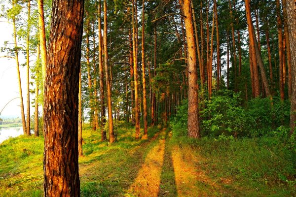 Кипарисово Сосновый лес
