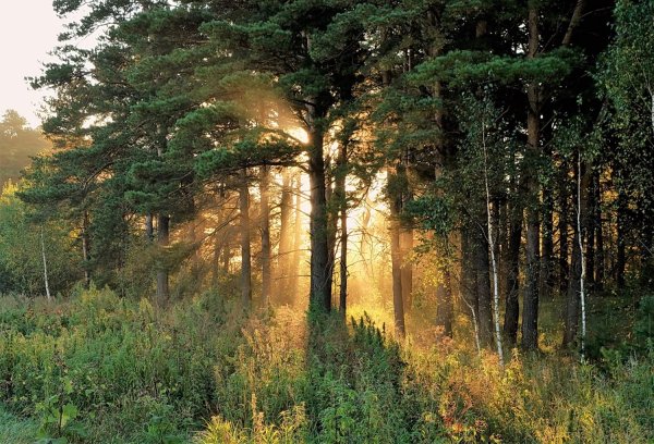 Семи сосны Пермский край