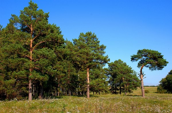Север Подмосковья сосны холмы